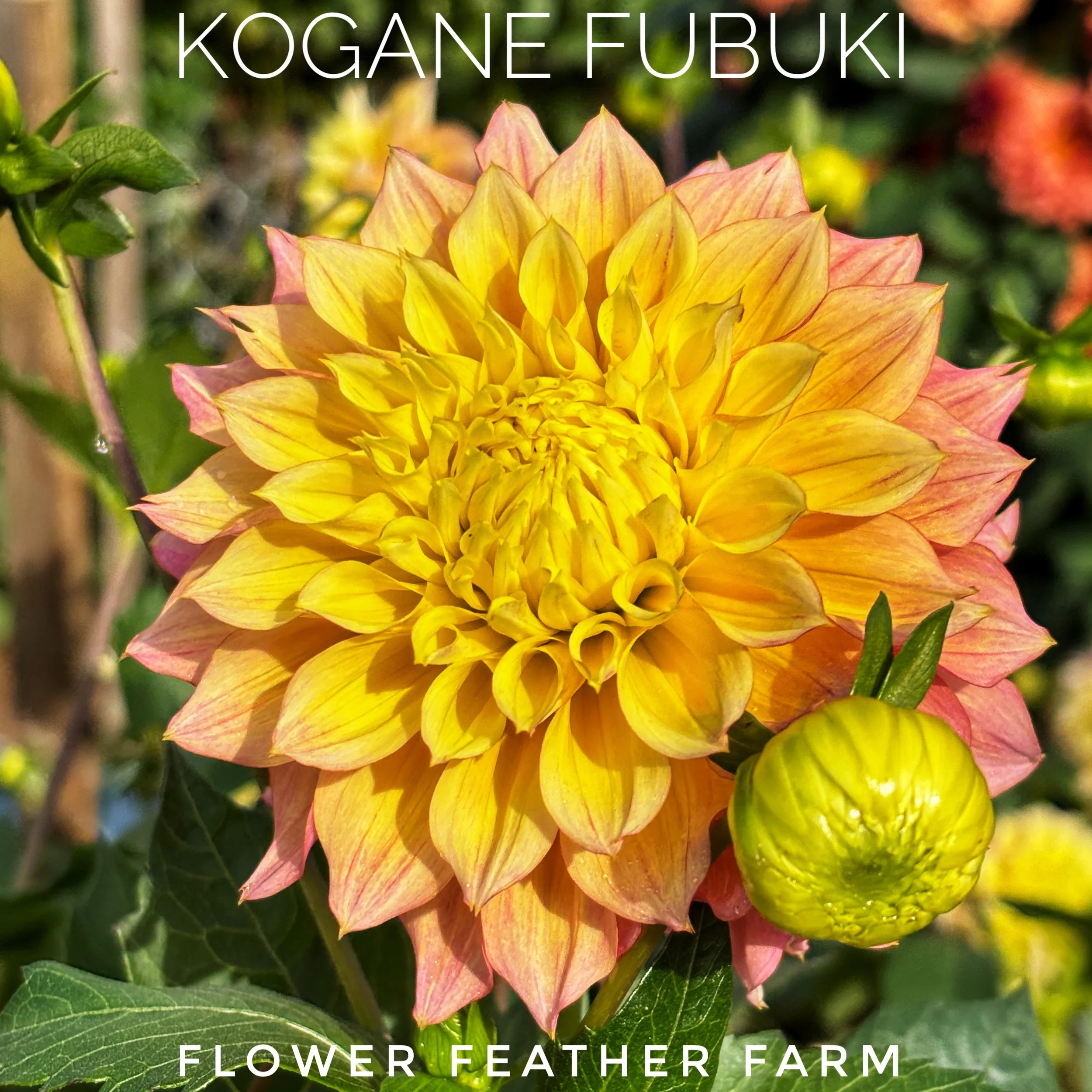 Kogane Fubuki Dahlia Tubers at Flower Feather Farm, chicks & dahlias